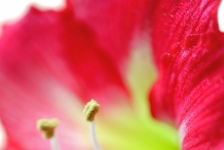 《花蕊》