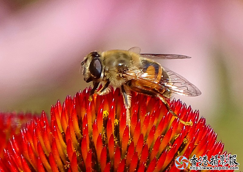 DSC06775_副本.jpg