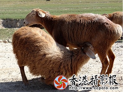 꼪