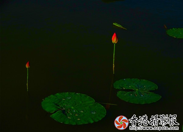 DSC08202_600.jpg