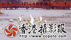 滨河飞鹅_副本.jpg