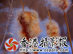 毛蜡：圣诞老人_副本_副本.jpg