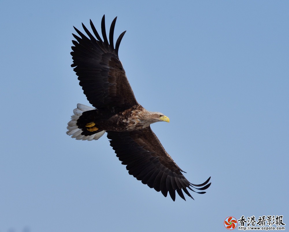 鹰击长空