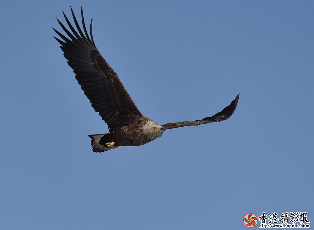 鹰击长空