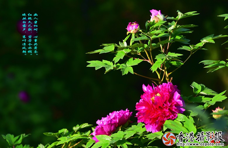 _DSC554111_副本.jpg