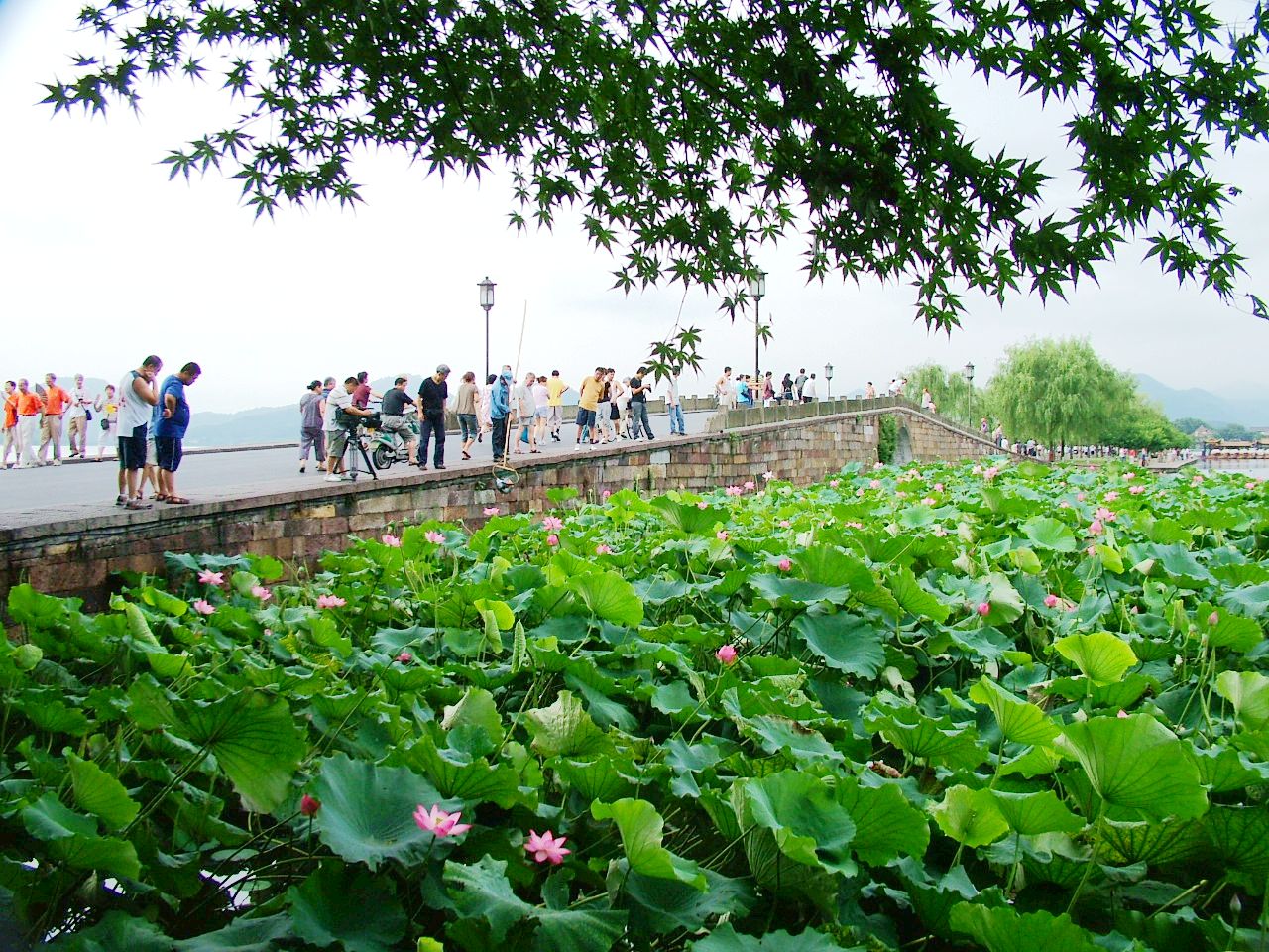 断桥荷花.jpg