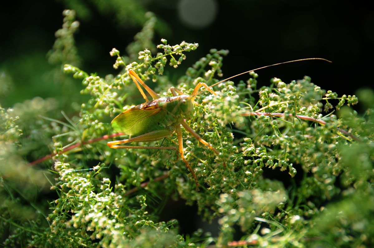 20120620翡翠蝈蝈5-门户.jpg