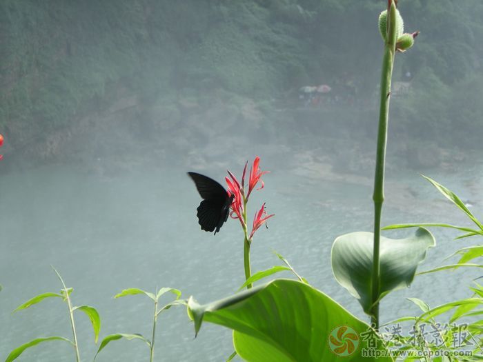 蝶恋花