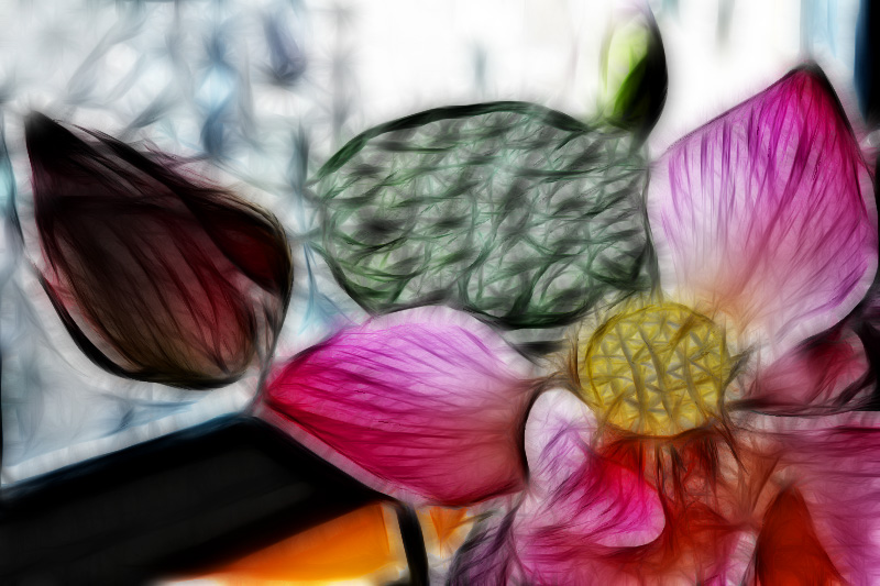 荷花光绘.jpg