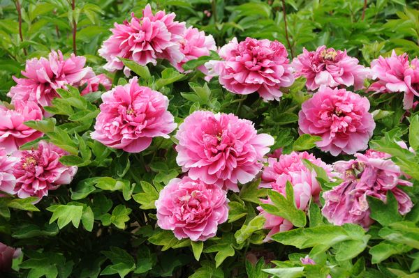花团锦簇