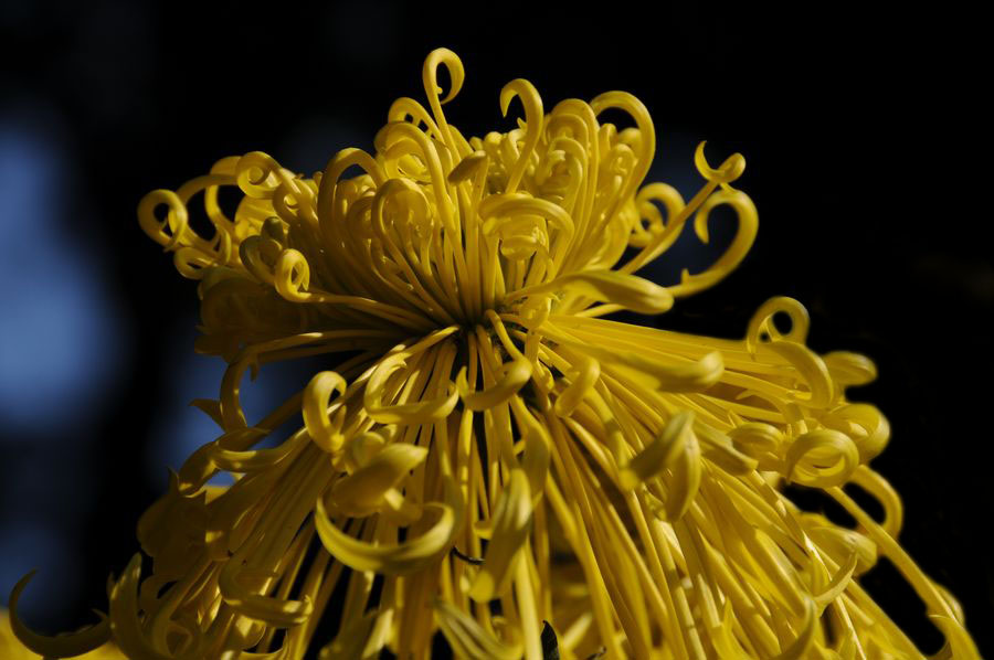 黄菊