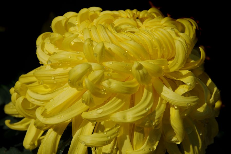 黄菊