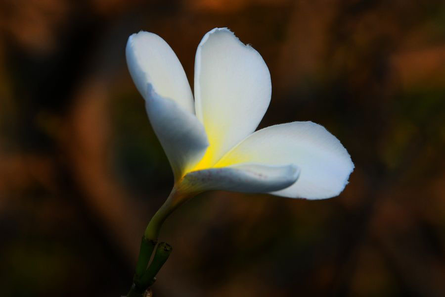 鸡蛋花