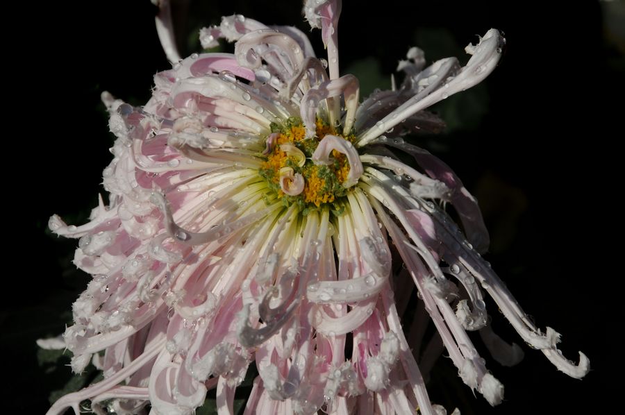 菊花