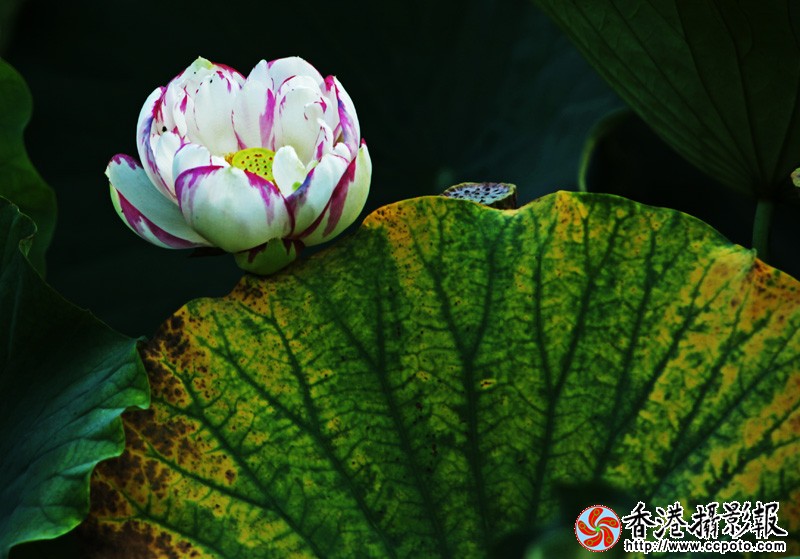 老来伴.jpg