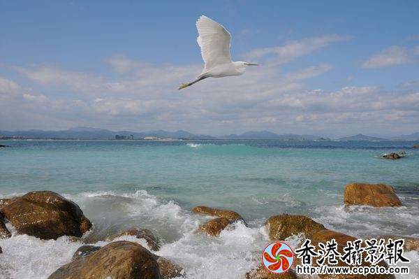 白鹭、蓝天、大海