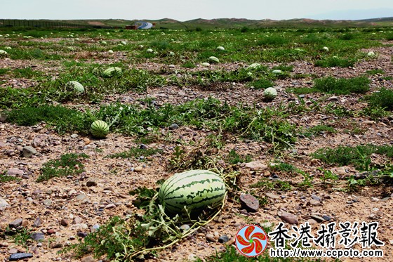 宁夏中宁红寺堡--石头缝中的西瓜.jpg