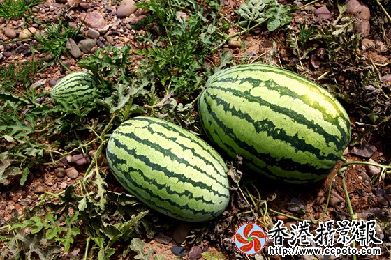 石头缝中的西瓜.jpg