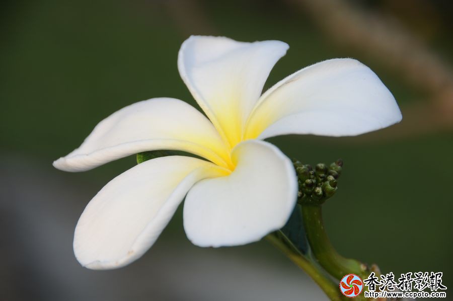 圣洁的花