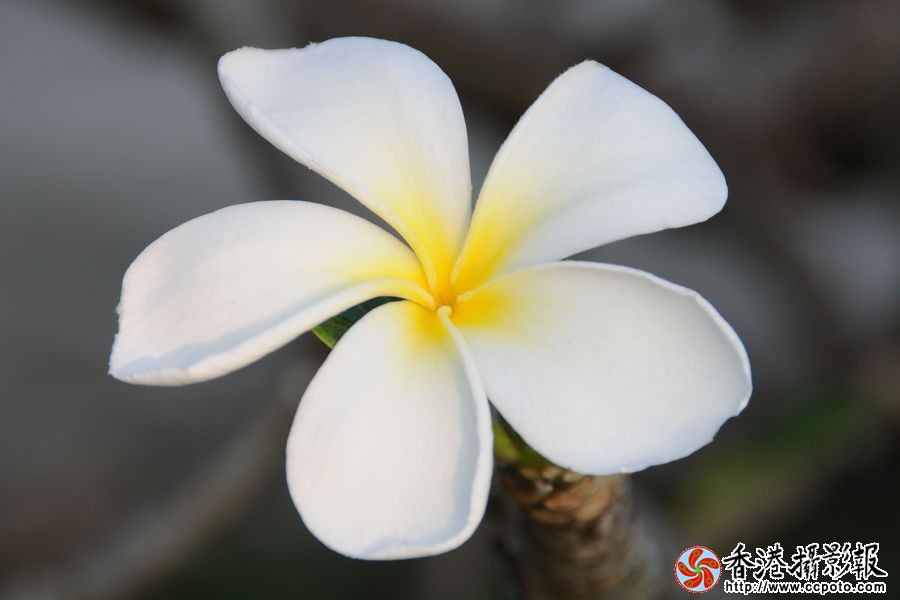 圣洁的花
