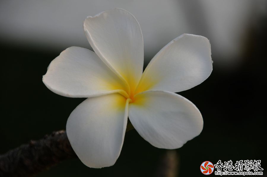 圣洁的花