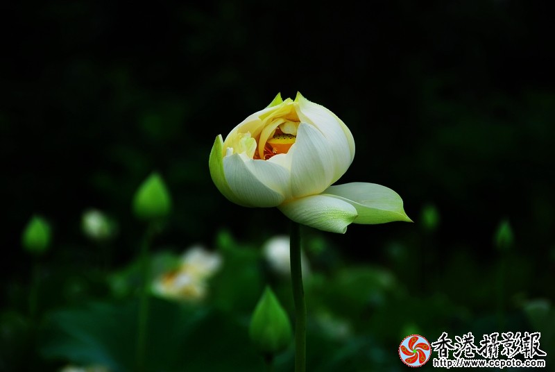 DSC_2488.jpg