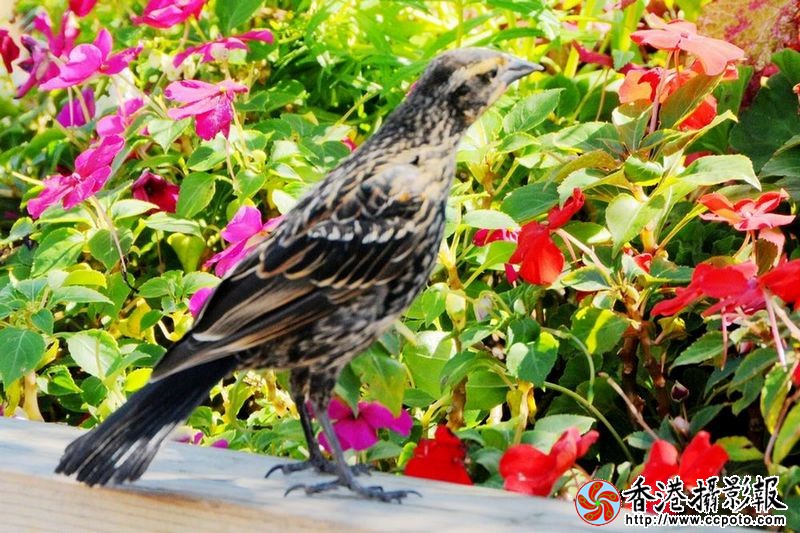 观赏鲜花