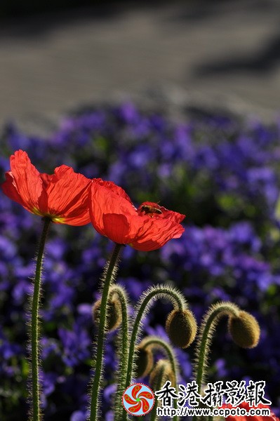 DSC_0018.JPG