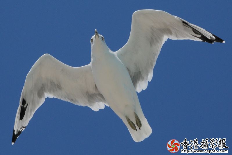 蓝天展翅