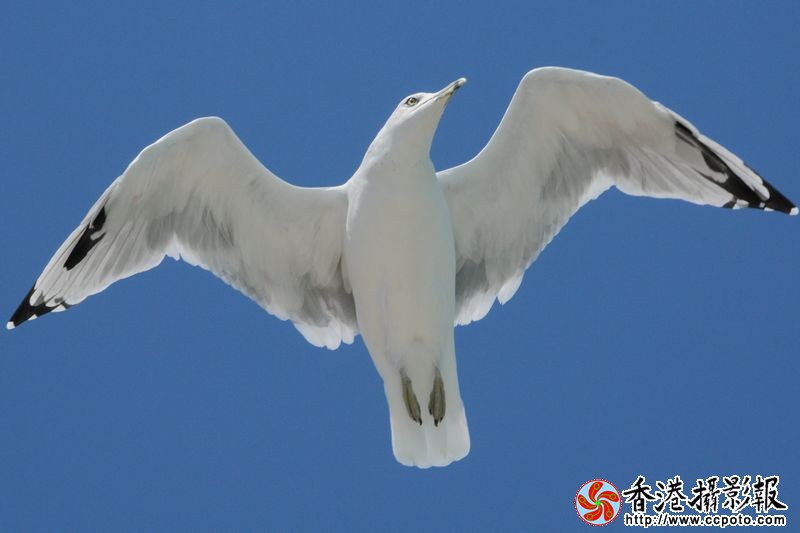 蓝天展翅