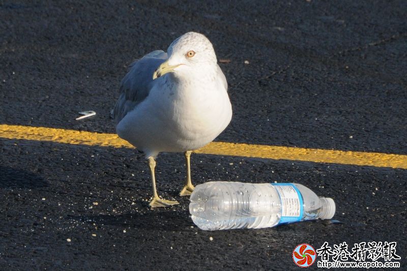 谁随便丢的矿泉水瓶？