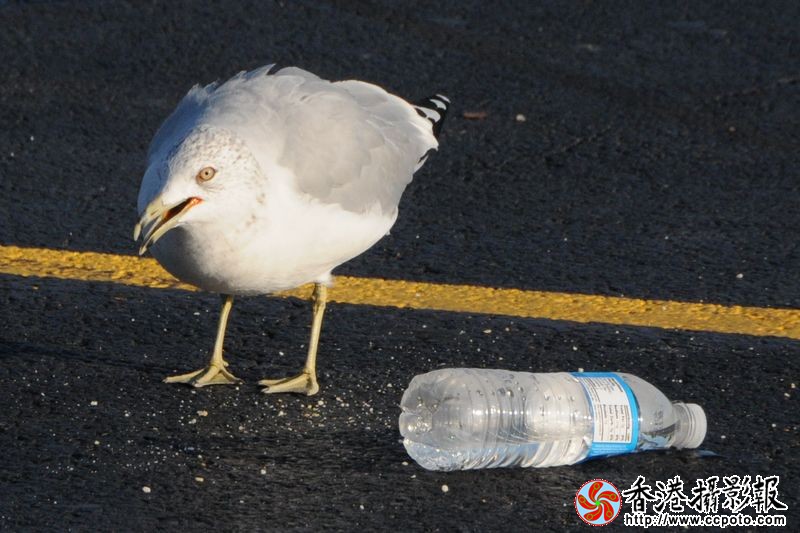 谁随便丢的矿泉水瓶？