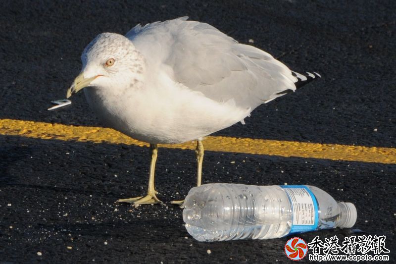 谁随便丢的矿泉水瓶？