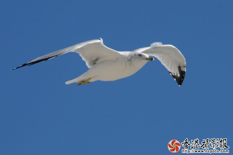 蓝天翱翔