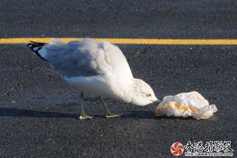 海鸥清洁工