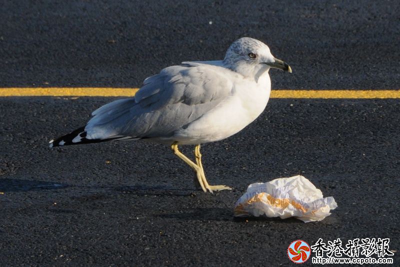 海鸥清洁工
