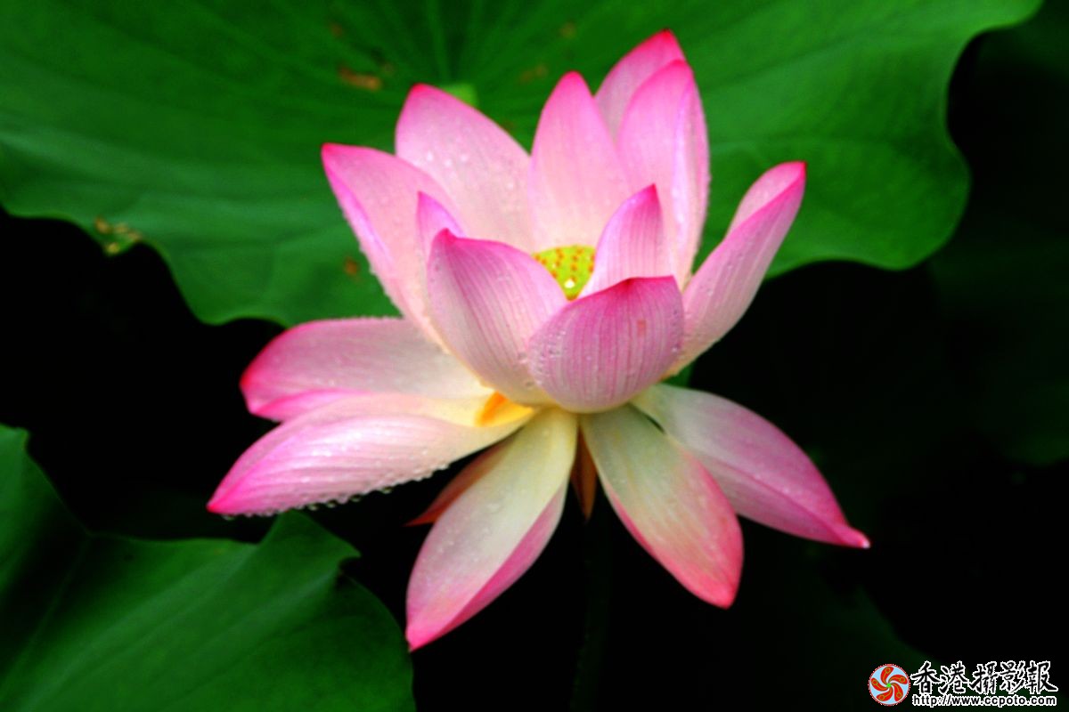 雨中荷花