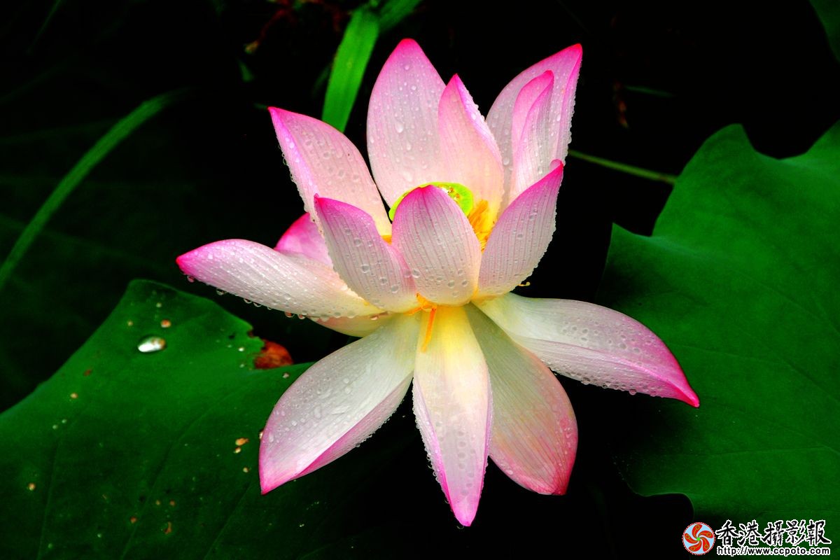 雨中荷花