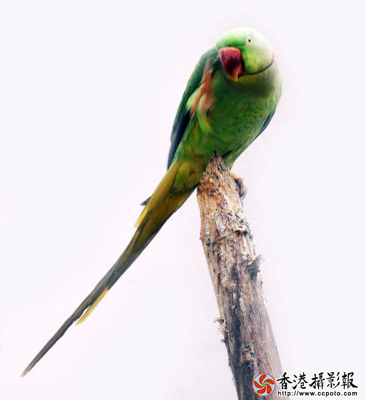 鹦鹉