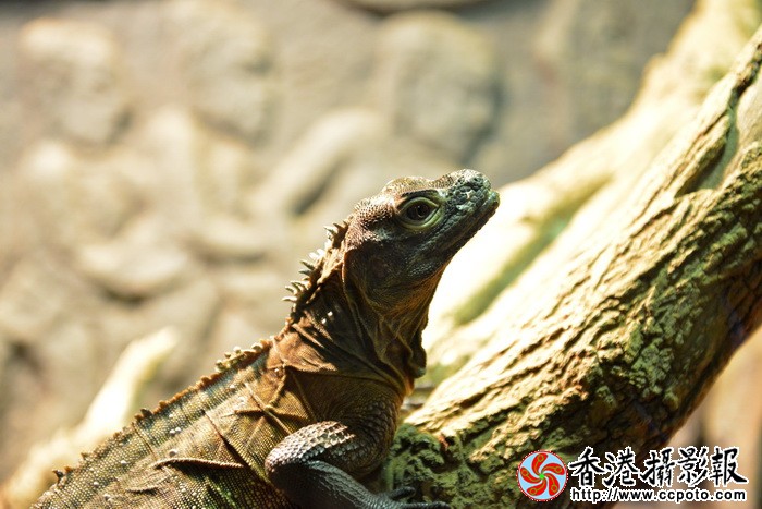 DSC_1459a.jpg