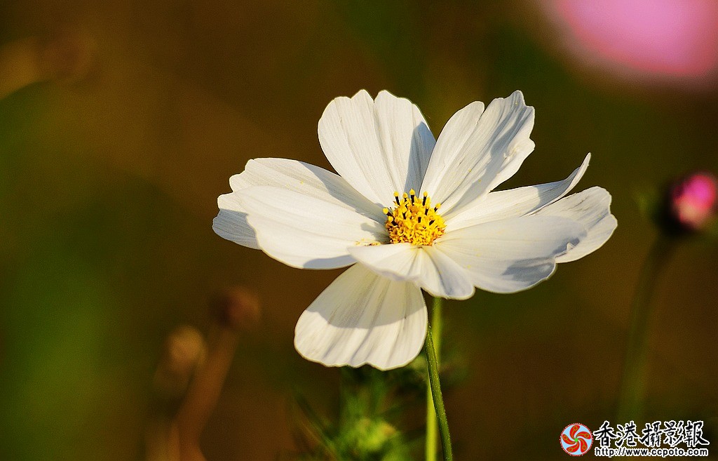DSC_3811小片.jpg