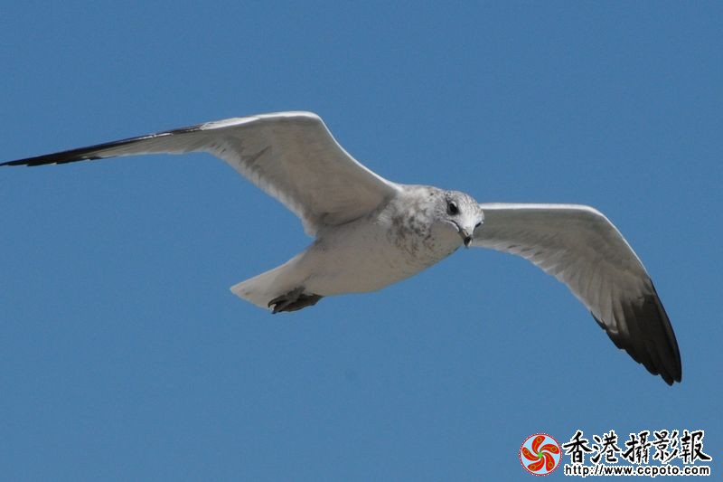 蓝天翱翔