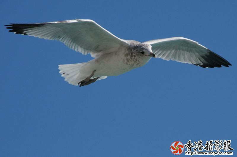 蓝天翱翔