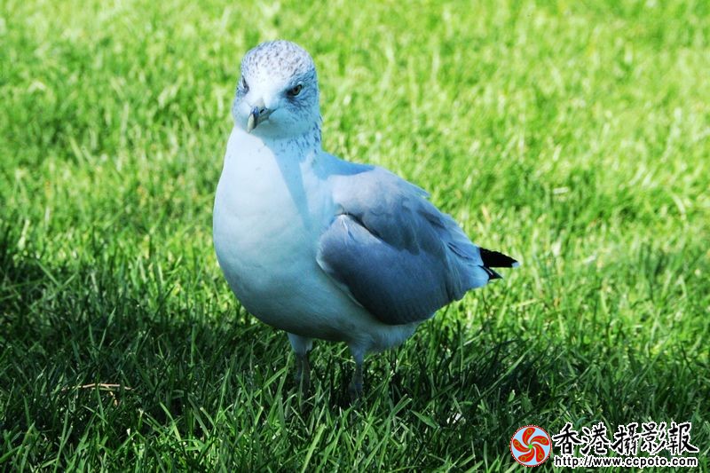 绿草地上