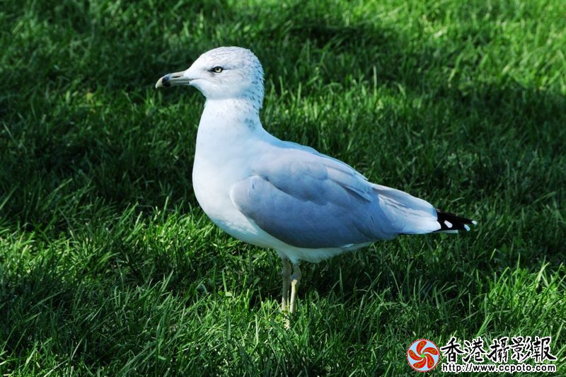 绿草地上