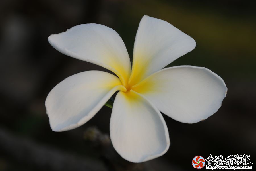 鸡蛋花