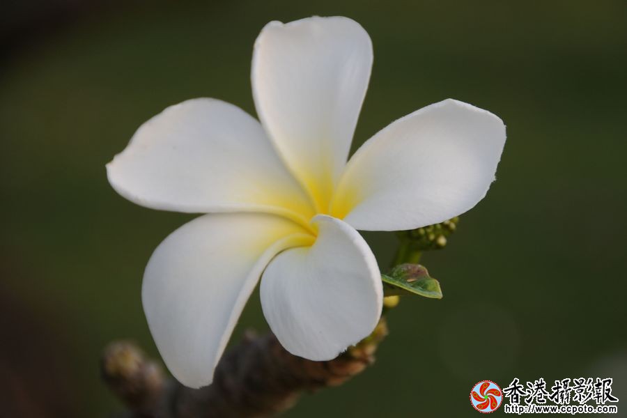 鸡蛋花