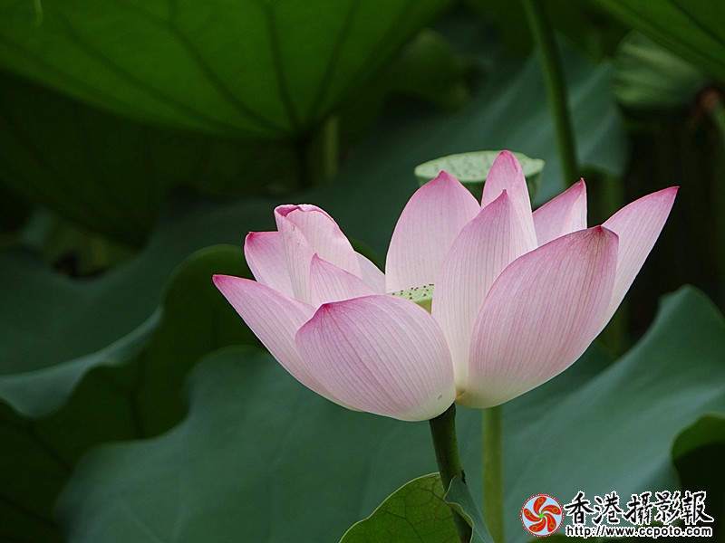 DSC03659_副本.jpg