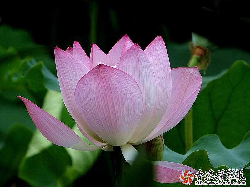 DSC03665_副本.jpg