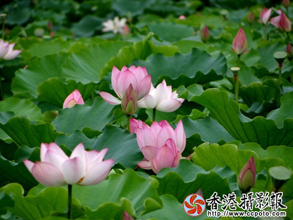 DSC03672_副本.jpg
